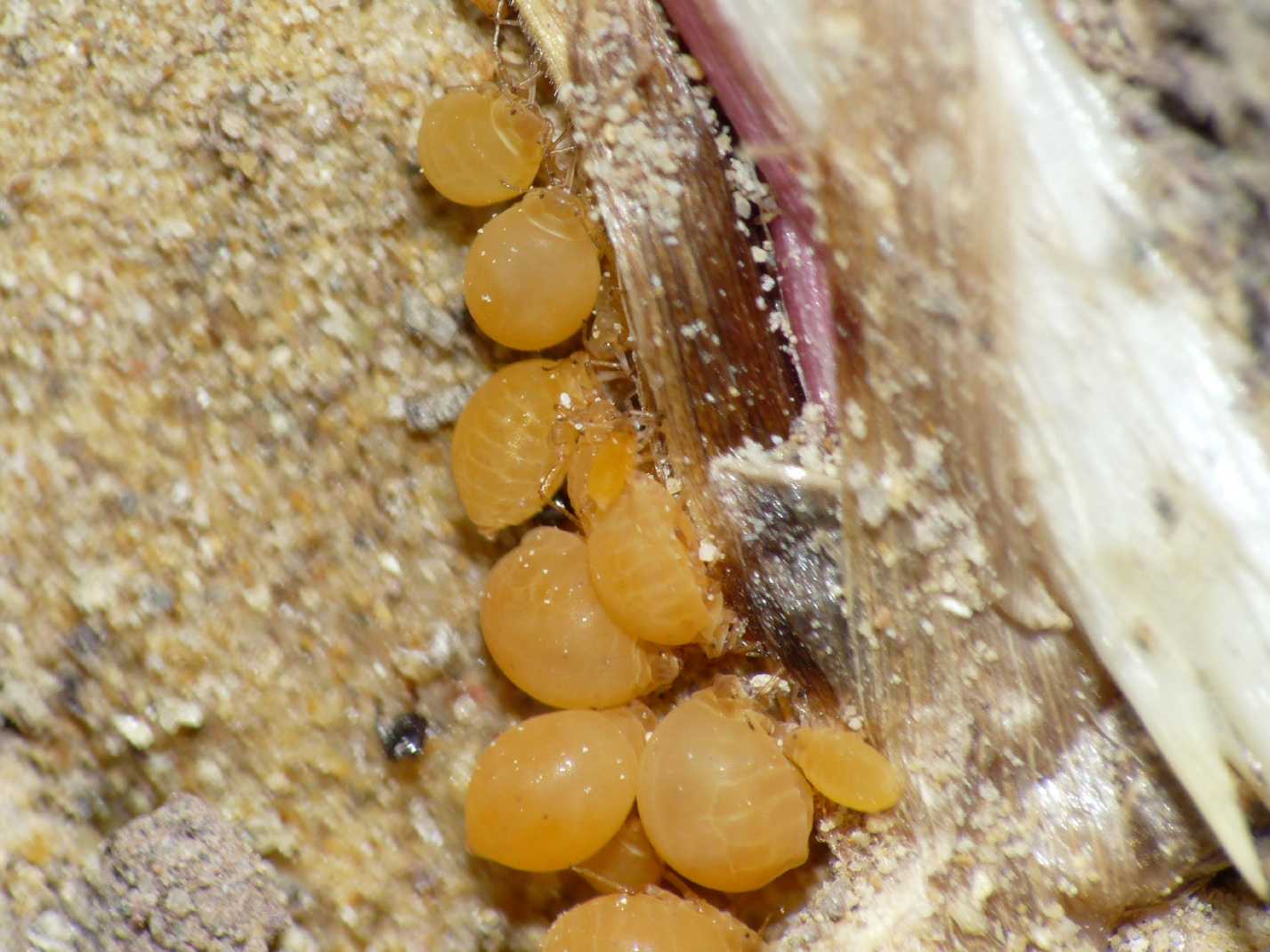 Afidi ospiti di formiche Plagiolepis sp.: Forda marginata (o F. riccobonii)